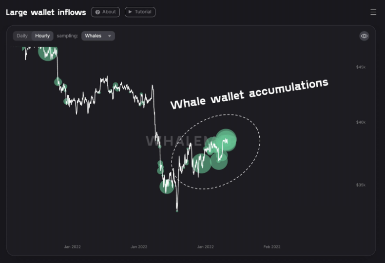 What Are Crypto Whales Betting on in 2022?